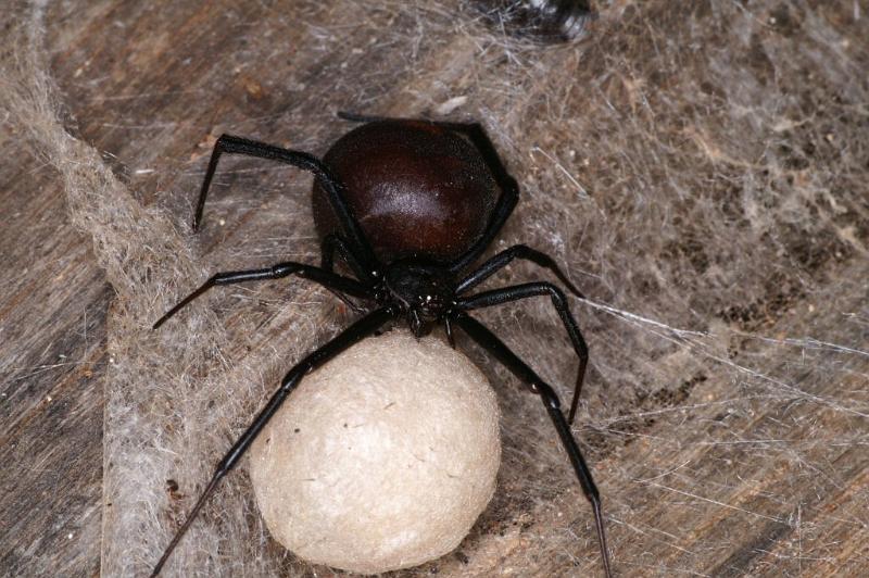 Latrodectus_hasselti_D3634_Z_85_Hamelin pool_Australie.jpg